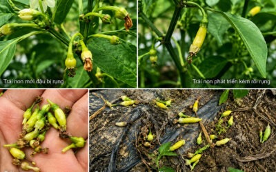 Rụng trái non trên Ớt