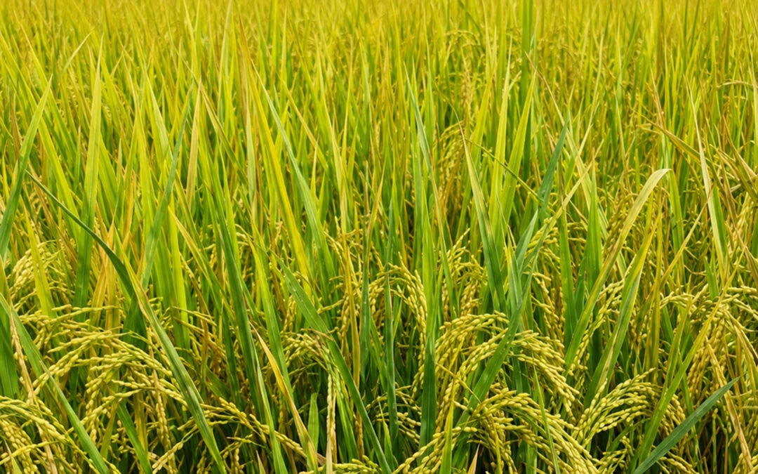 Sáng bông – Chắc hạt